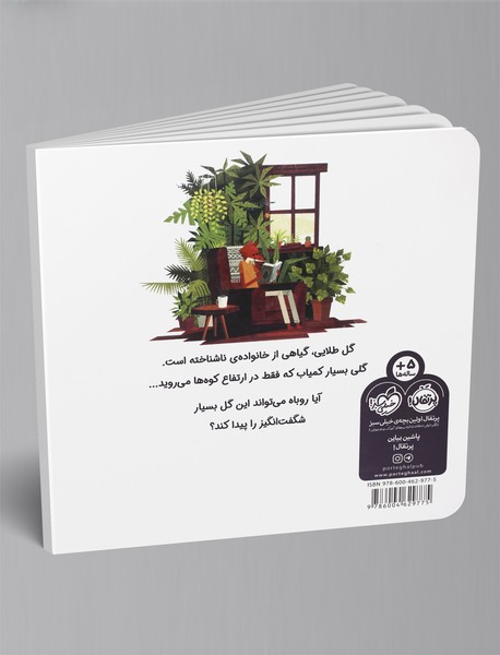 گلی به رنگ خورشید