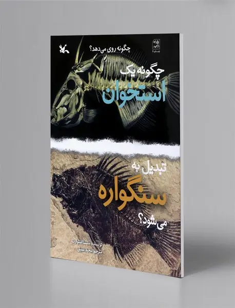 چگونه یک استخوان تبدیل به سنگواره می شود چگونه یک استخوان تبدیل به سنگواره می شود