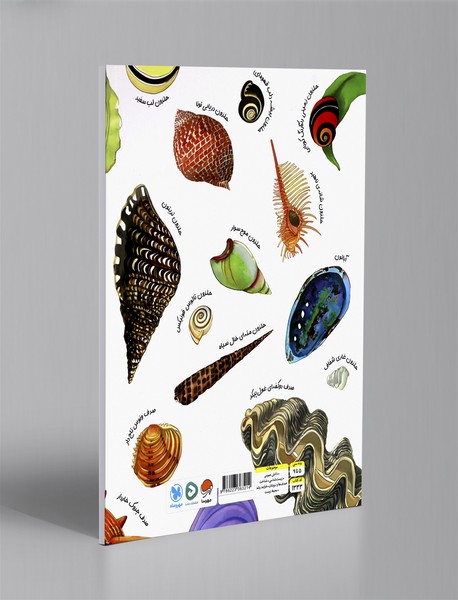 صدف ها دنج و راحت هستند