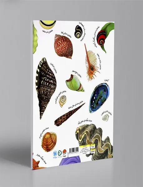 صدف ها دنج و راحت هستند