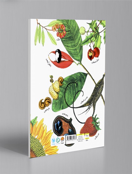 دانه ها خواب آلود هستند