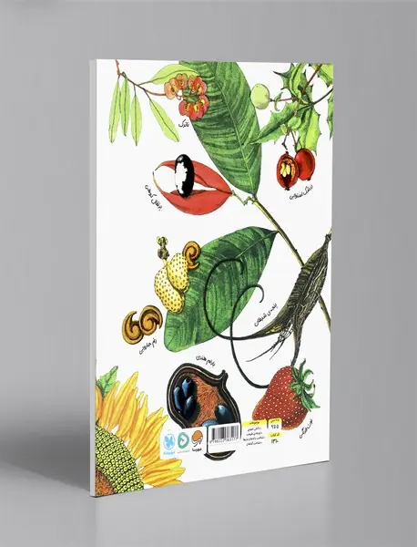 دانه ها خواب آلود هستند